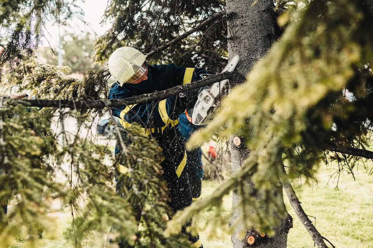 Best Tree Cutting Near Me  in Caledonia, MN